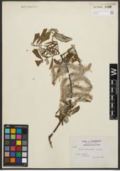 Foto von Salix sitchensis Sanson ex Bong.